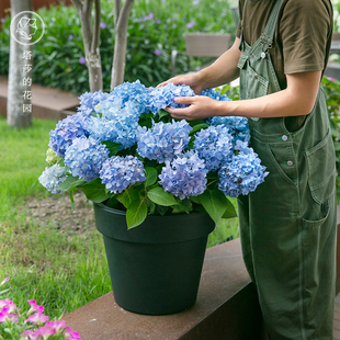 塔莎的花园 无尽夏绣球花苗盆栽乔木绣球庭院阳台U家庭花卉花手鞠