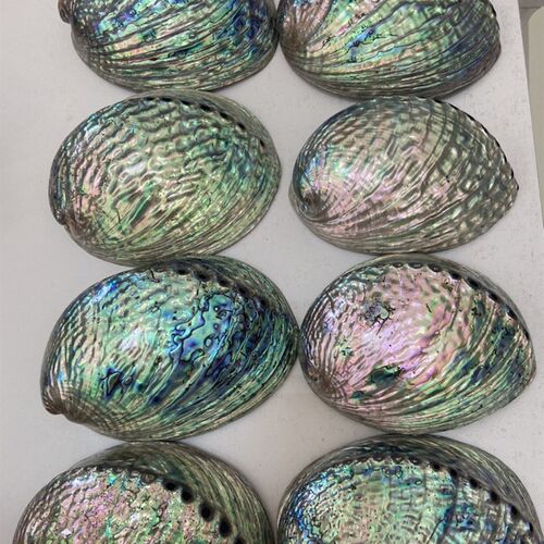 黑金鲍鱼壳加工 鲍鱼壳抛光打磨加工 黑金鲍壳加工 鲍鱼壳代加工