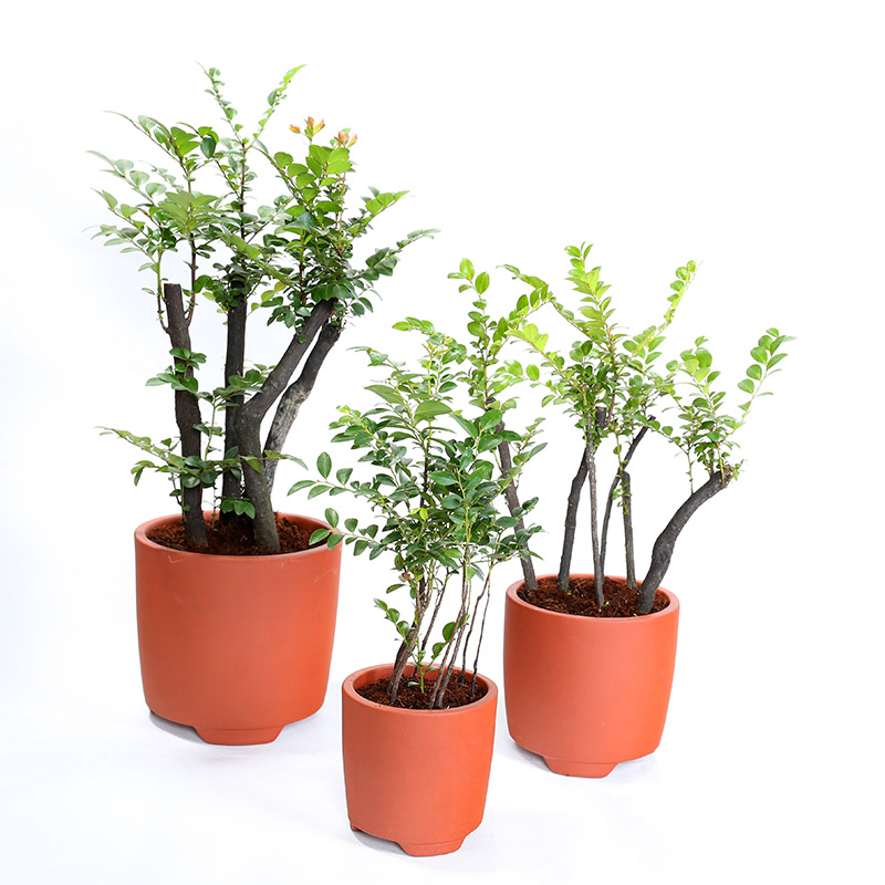 小叶紫檀盆景树苗紫檀树桩室内阳台盆栽花卉绿植耐寒四季常青植物