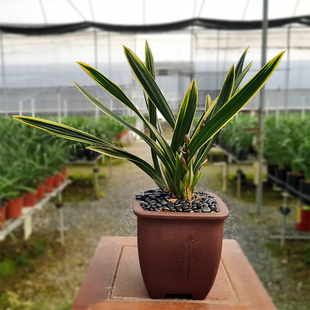 兰花苗墨兰东方红神荷瓣红花金边线艺矮种带花苞浓香绿植花卉盆栽