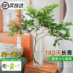 美男树水培植物鲜切枝室内好养四季无土纯水培绿植水养马醉木吊钟