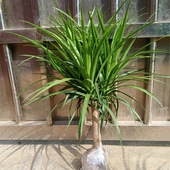 龙须树龙血树龙铁树室内客厅大型植物盆景盆栽绿植四季 花大颗落地