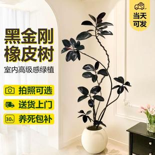 黑金刚橡皮树客厅大盆栽造型室内大型绿植好养四季办公室阳台植物