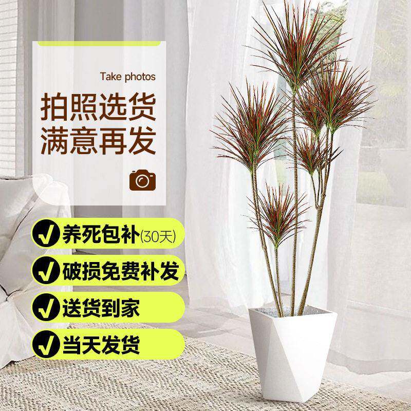 千年木绿植盆栽大型七彩铁真植物公室内落地马尾铁好养活龙血树