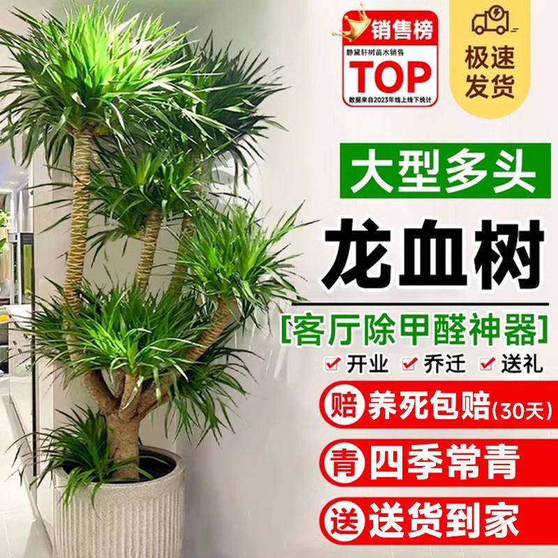 龙血树客厅绿植旺宅大型多头龙须树盆栽室内大号盆景真龙铁树植物