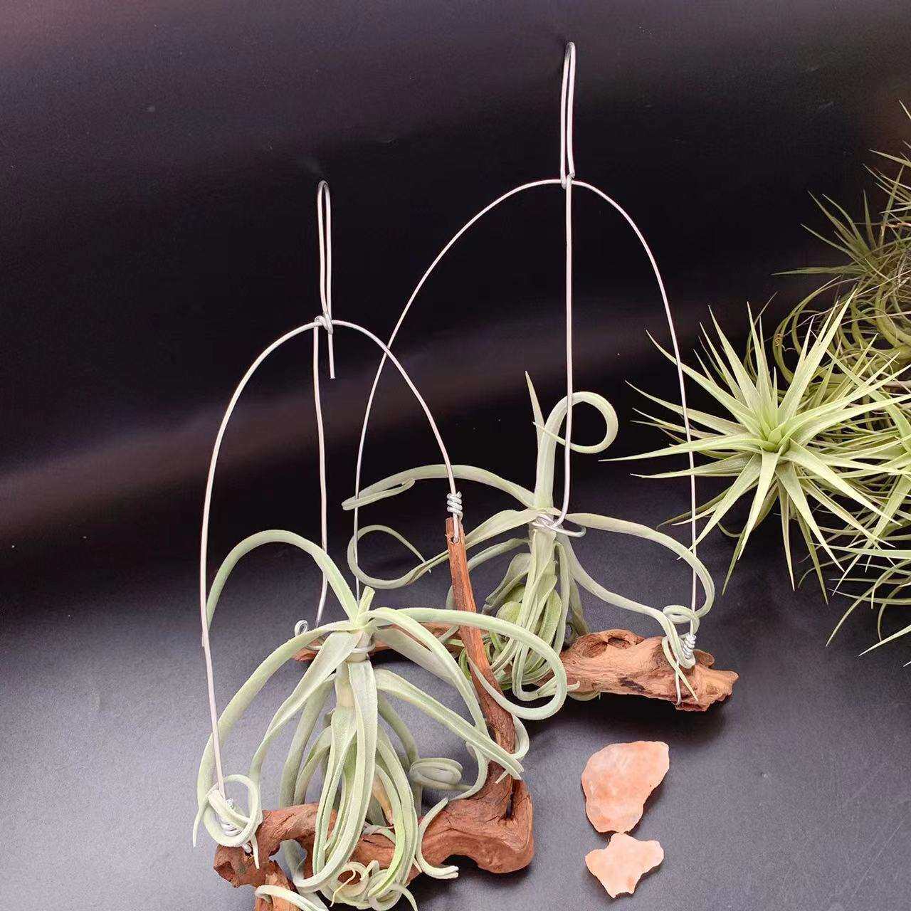 树猴戴维斯厚叶猴T.duratii稀有品种空气凤梨铁兰懒人植物奇趣