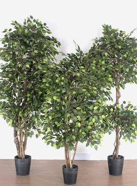 大型室内造景装饰仿真绿色榕树 真杆景观树白边榕树绿植盆栽假树