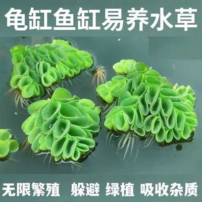 活体水草浮萍肚兜萍水浮莲浮性水草鱼缸造景净化水质养鱼龟真水草