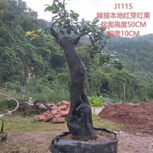 金弹子盆景小山q灌木原生母树公树嫁接血红果