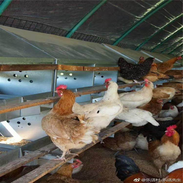 母鸡用产蛋箱种鸡产蛋箱24穴母鸡产蛋窝热镀锌产蛋箱,清洗/食品/商业设备,风口/风叶/风机配件,淘宝优惠券,粉丝福利购,淘宝优惠卷