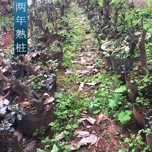 包邮 金弹子树桩盆景 母桩公桩 黑塔子老桩盆景 两年熟桩