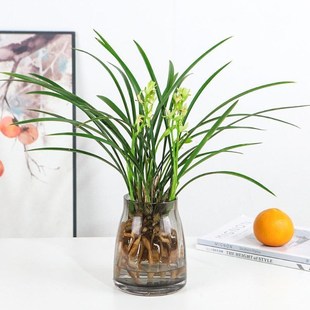 品质适合水养的花放客厅的v绿植兰花家里盆栽植物工位水培家养