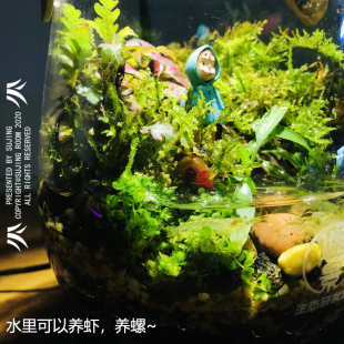 生态瓶辣椒蟹微景观小型客厅鱼缸桌面鱼虾蟹苔藓植物水陆缸螃蟹缸
