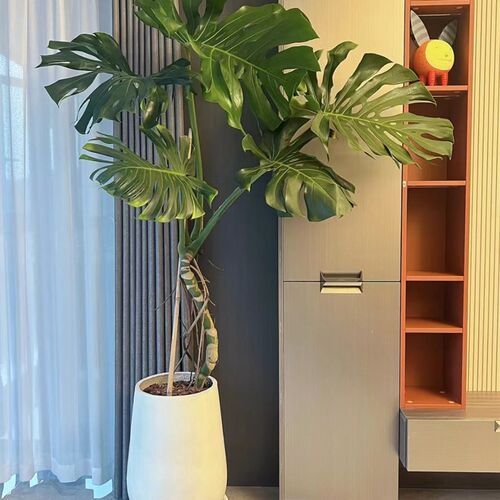 大叶龙鳞龟背芋老桩根盆栽客厅大盆栽室内活厅好养客四植绿季常青