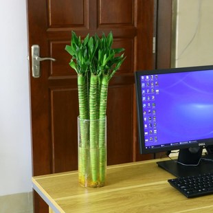 适合水养的花龙竹有根节节高富贵竹水培四季家养绿植水竹粗杆花卉