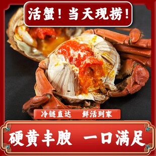 共10只 25两 活蟹江苏螃蟹母蟹22 25两公蟹22