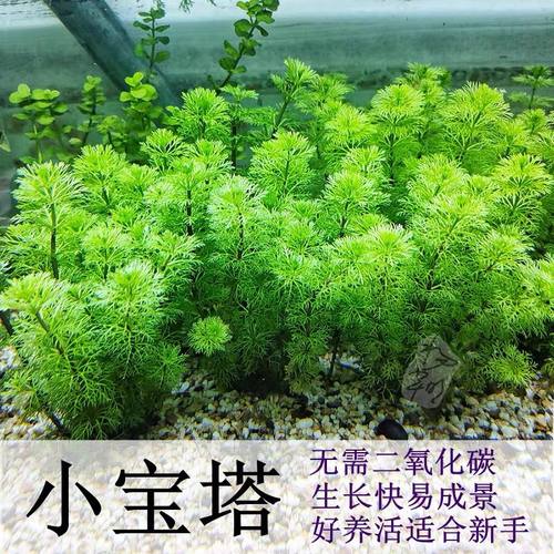 20颗小宝塔水草鱼缸草缸造景植物真草活阴性新手增氧生长快好养