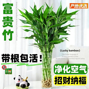 带根富贵竹水培植物客厅新年装饰花卉绿植盆栽水竹子观音竹文昌竹
