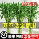 富贵竹水培植物客厅招财文昌竹花卉绿植盆栽室内好养粗杆带根竹子