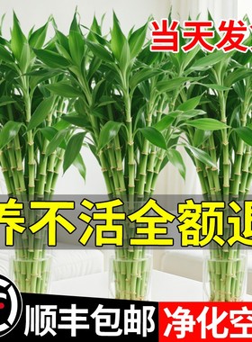 富贵竹水培植物客厅招财文昌竹花卉绿植盆栽室内好养粗杆带根竹子