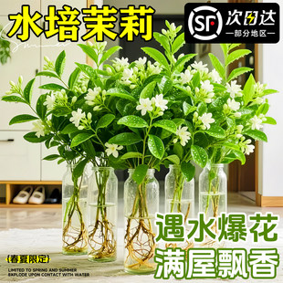 水培植物茉莉花盆栽鲜切花云南基地直发家用插花室内绿植四季 开花
