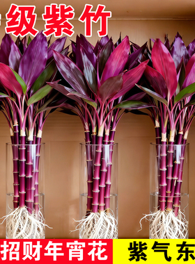 带根紫竹富贵竹水培绿植物盆栽客厅招财鸿运当头竹子办公室内花卉