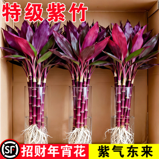 带根紫竹富贵竹水培绿植物盆栽客厅招财鸿运当头竹子办公室内花卉