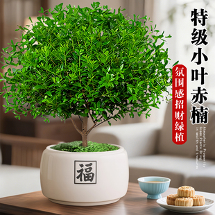 小叶赤楠盆景中式禅意植物金丝楠木盆栽办公室内桌面老桩花卉绿植