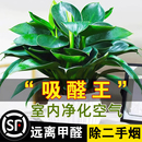 铂金钻盆栽绿萝箩花卉室内植物水培办公室除醛绿植多肉发财树好养