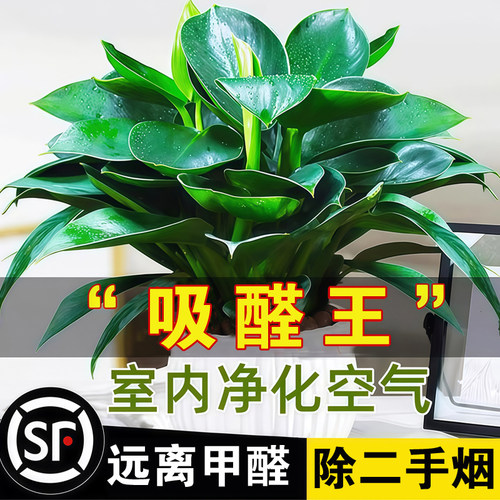 铂金钻盆栽绿萝室内好养吸醛植物