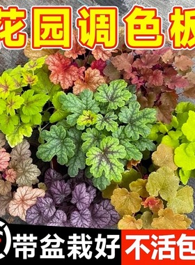 矾根盆栽花卉植物室内花苗四季常青观叶耐寒绿植庭院地被绿化花苗