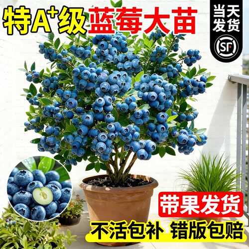 蓝莓树果苗盆栽带果特大号果树苗室内阳台庭院地栽南北方四季种植