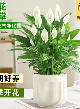 特级白掌一帆风顺盆栽室内植物四季办公室内桌面好养易活花卉