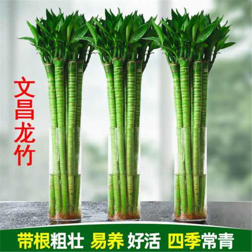 带根龙竹文昌竹转运竹发财竹富贵竹植物水养客厅室内盆栽水培绿植
