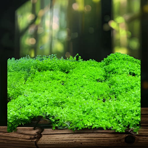 前景草鱼缸草坪活体淡水水草趴地爬地矮珍珠迷你矮牛毛叉柱花喷泉