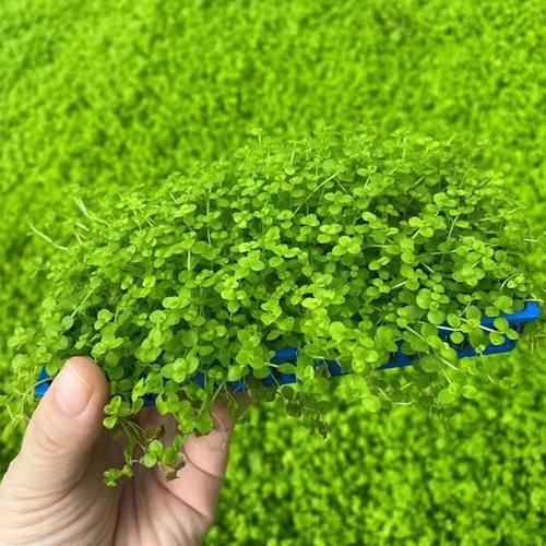 爬地矮珍珠8*15cm盒装水草缸鱼缸草缸造景水培增氧淡水草前景植物