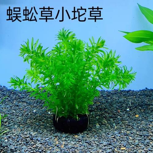 蜈蚣草真水草鱼缸造景新手增水真水草好养耐活观赏鱼生态环境