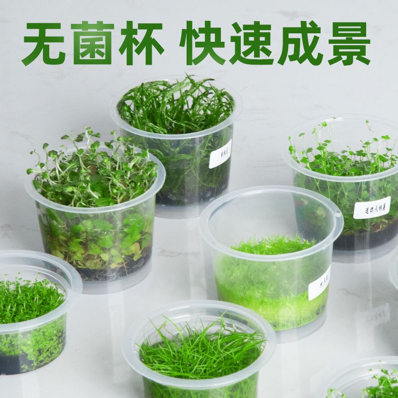 鱼缸水草莫斯无菌杯前景迷你牛毛日本矮珍珠椒草挖耳小水榕血心兰