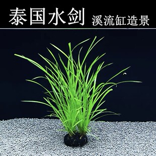 泰国水剑坨草后景水草易养原生缸水草懒人造景好养水草新手小白