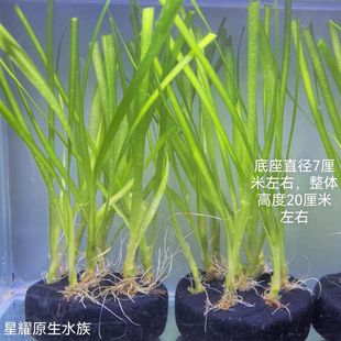大水兰后景水草水下草缸净化新手前景造景懒人直接入缸淡水坨草