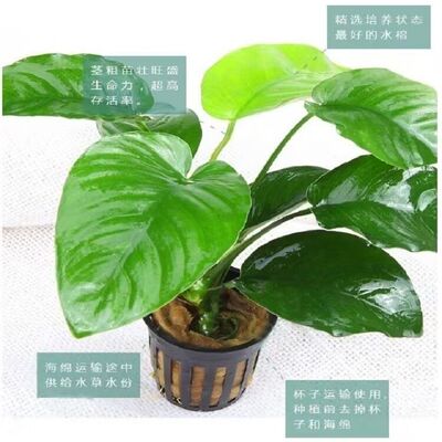 懒人新手家用鱼缸自养阴性水草易养火山石巴榕水培净化绿色植物