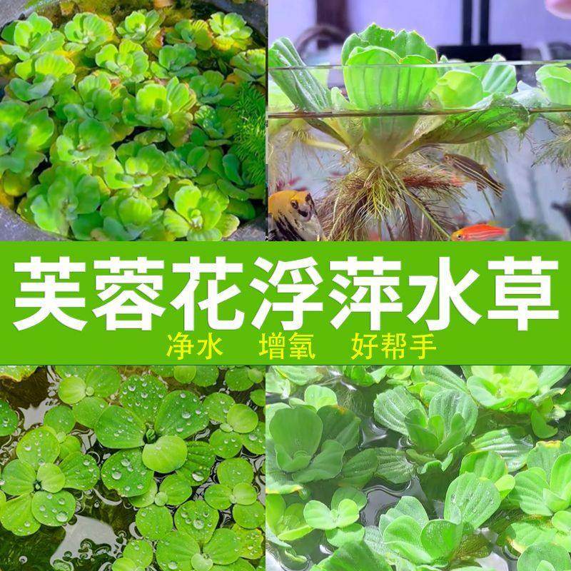 水芙蓉浮萍水草鱼缸造景装饰养鱼养龟活体植物漂浮真水草净化水质