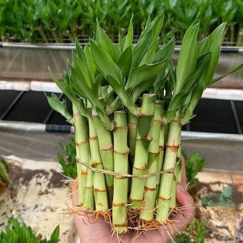 开运竹带根水养培富贵竹植物客厅直竹子盆栽招财四季竹绿植