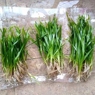 苦草矮生长叶四季 长绿养殖龙虾螃蟹鱼塘鱼缸造景增化水质水草