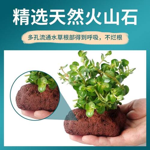 鱼缸造景套餐阴性水榕沉木活体火山石水草真水草淡水无土植物增氧