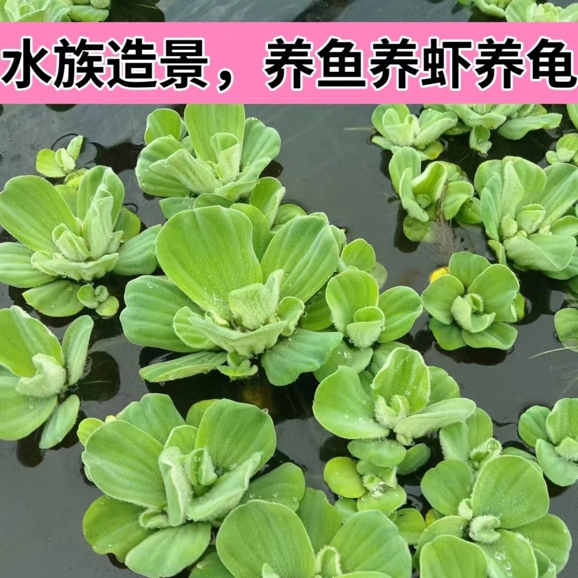 浮萍水芙蓉懒人水培植物养鱼鱼缸池塘水生植物净化水质造景水草