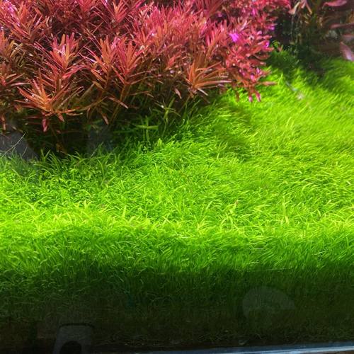 自来水养的挖耳草 前景草之王 需要的来