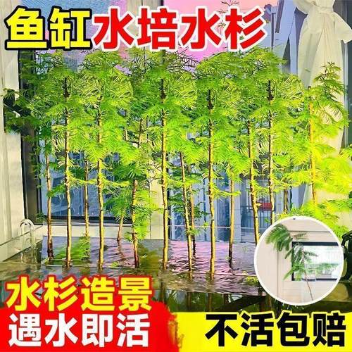 水杉水培造型盆景四季室内办公室好养活懒人绿植鱼缸造景水养植物