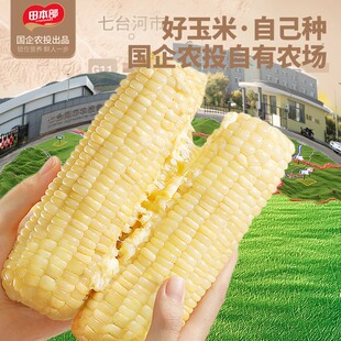 田本部东北白糯玉米软糯香甜饱腹代餐新鲜粗粮