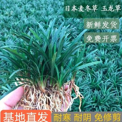 玉龙草日本矮麦冬草别墅园林绿化工程草苗真草皮四季常青庭院草坪